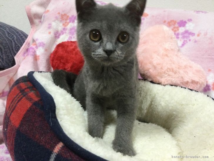 ブリティッシュショートヘア 熊本県 女の子 21年3月30日 ブルー 可愛い子です みんなの子猫ブリーダー 子猫id 2108 ブリティッシュショートヘア 熊本県 女の子 21年3月30日 ブルー 可愛い子です みんなの子猫ブリーダー 子猫id 2108