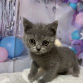 ブリティッシュショートヘア