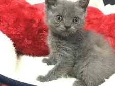 ブリティッシュショートヘア【熊本県・男の子・2021年10月10日・ブルー】の写真1「12／1撮影」