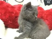 ブリティッシュショートヘア【熊本県・男の子・2021年10月10日・ブルー】の写真2