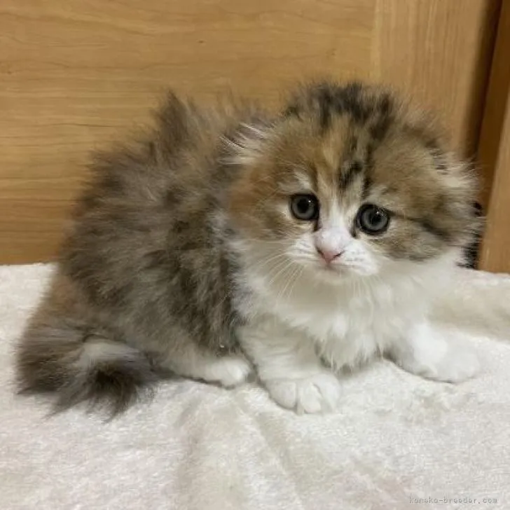 ID：2211-02419の子猫