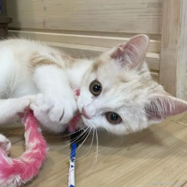 テン 様のお迎えした子猫