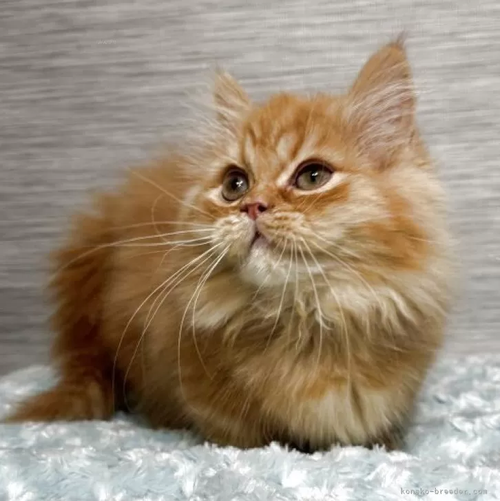 まるまる 様のお迎えした子猫