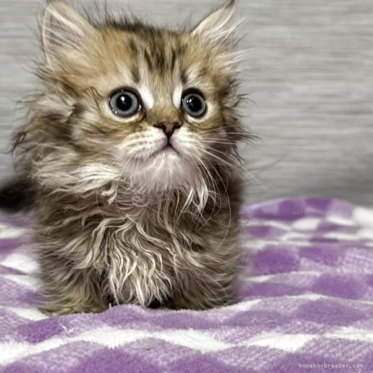 M.K 様のお迎えした子猫