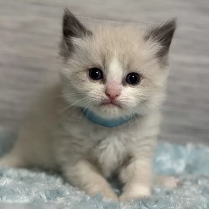 ID:2502-02046の子猫
