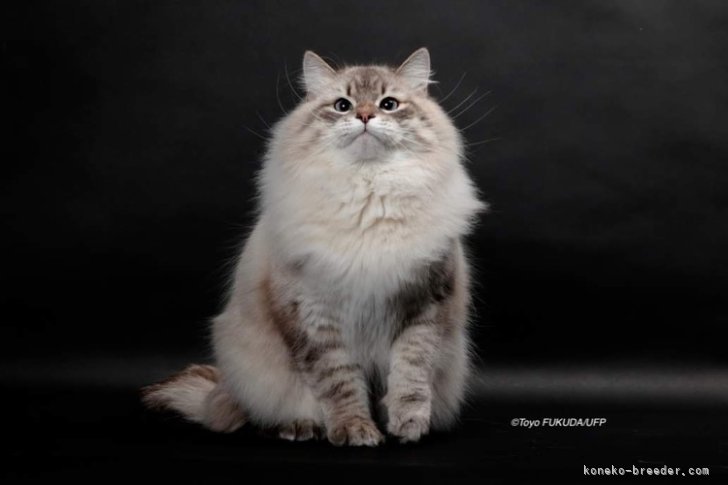 世界最高峰の証！Ticaスープリーム・グランドチャンピオンの親猫カイル君｜金山　智香(かなやま　ともか)ブリーダー(東京都・サイベリアン・TICA/ACC登録)の紹介写真4
