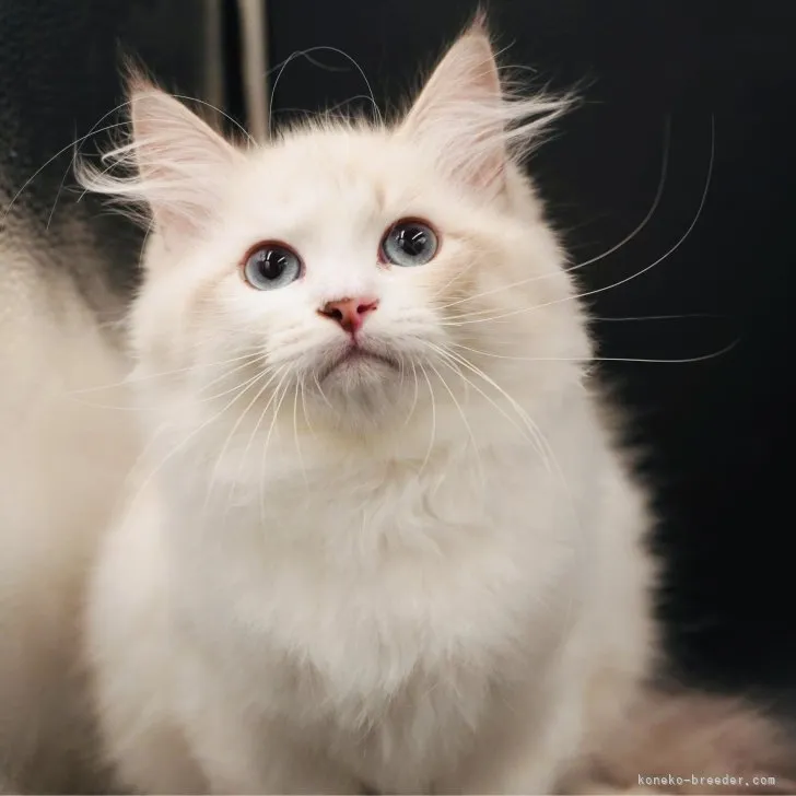 ID：2306-00953の子猫