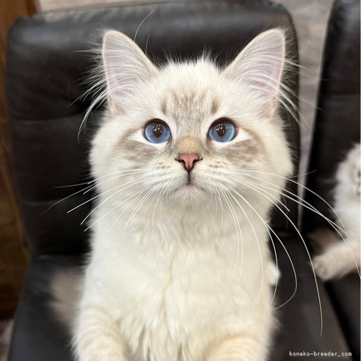 【13号】碌山 ロクザン　ルビー オパール 子猫 リング　木登りするネコ 13号】碌山 ロクザン ルビー オパール 子猫 リング 木登りする
