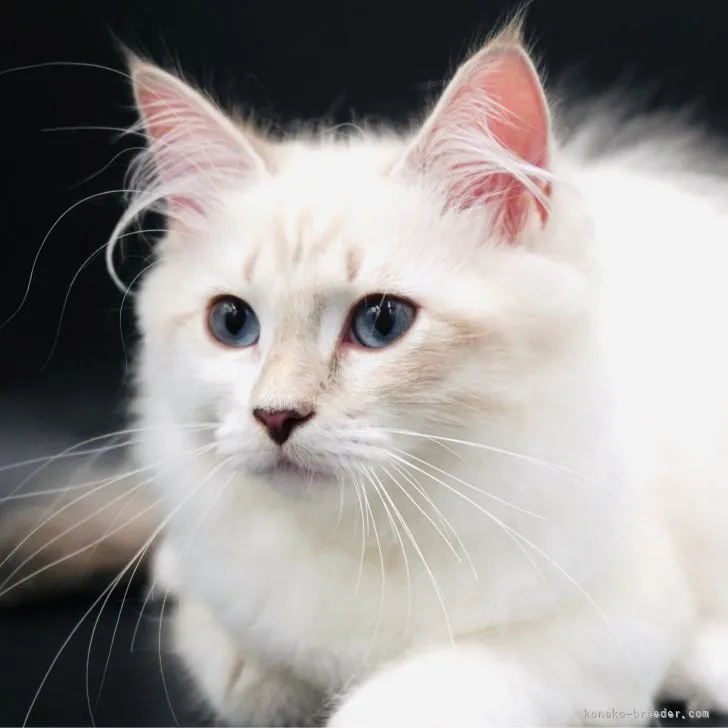 ID：2306-00897の子猫