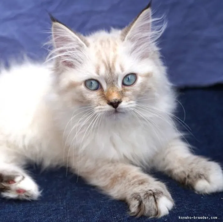 ID：2306-00960の子猫