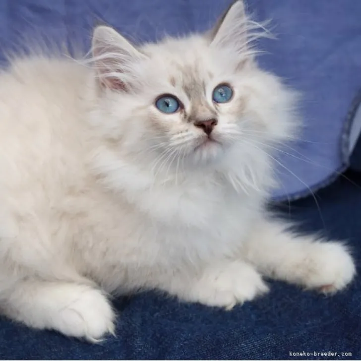 ID:2306-00819の子猫