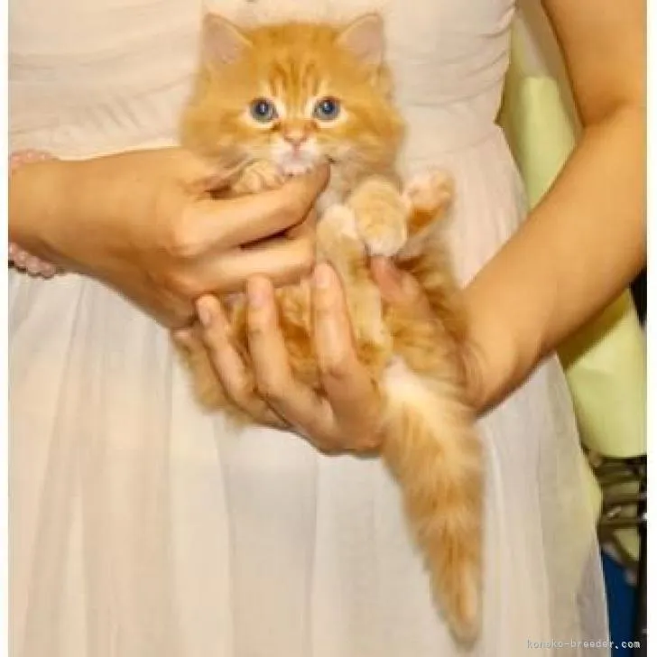 ID：2206-02495の子猫