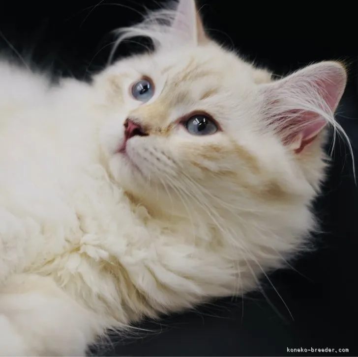 ID：2306-01009の子猫