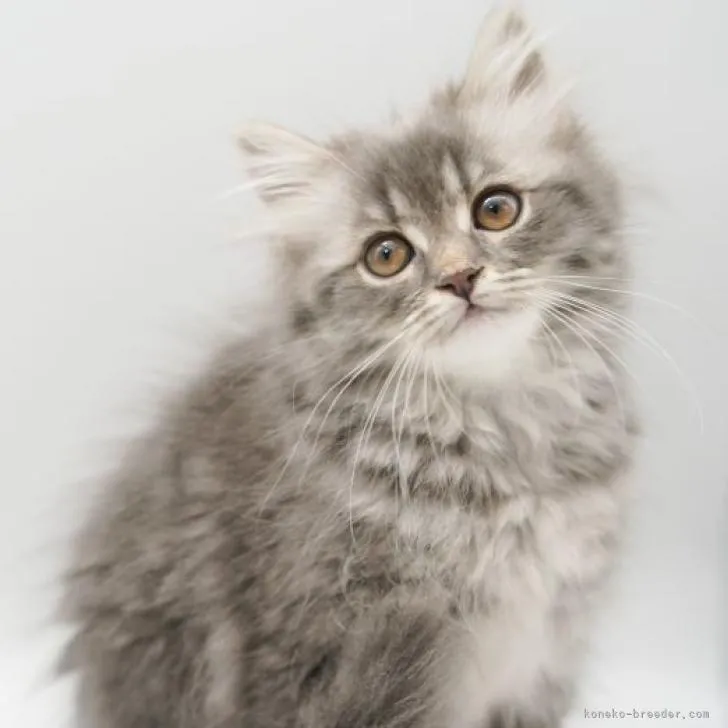 ID：2212-00066の子猫