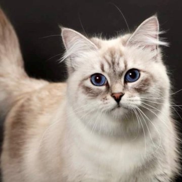 猫村かなとページ 晴れときどき猫背 そして､もみじへ／村山 由佳 | 集英社