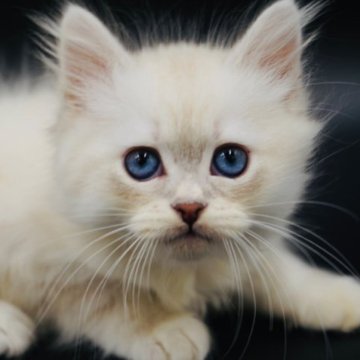 サイベリアン【東京都・男の子・2023年2月26日・ブルーシルバーリンクス ネヴァマスカレード】の写真「爪切り、ブラッシング簡単に出来ます。
動画あり」