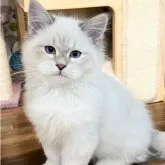 サイベリアン【東京都・男の子・2023年8月5日・ブルーシルバー リンクスポイント】の写真1