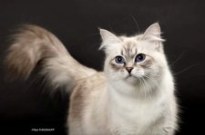 サイベリアン【・女の子・2021年10月26日・ブルーシルバーリンクスポイントアンドホワイト】