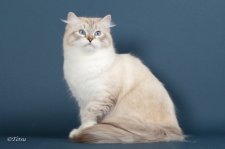 サイベリアン【・女の子・2021年10月12日・シールリンクス】