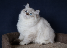 サイベリアン【・女の子・2021年10月12日・シールリンクス】「子猫の時のロキシーちゃん。ロシアにて撮影。まん丸ふわふわです。」
