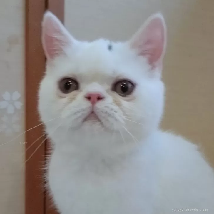 ID：2402-02383の子猫