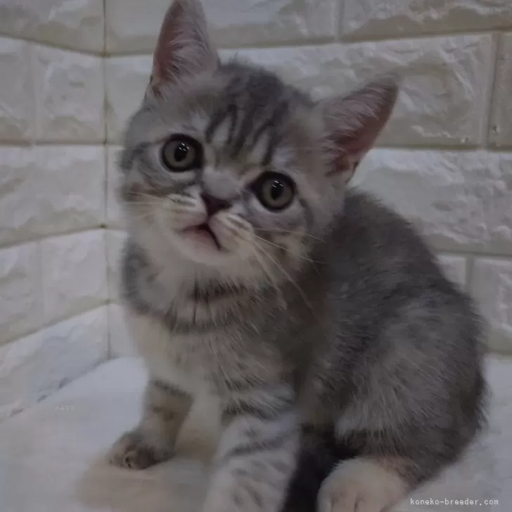 ID:2408-00773の子猫