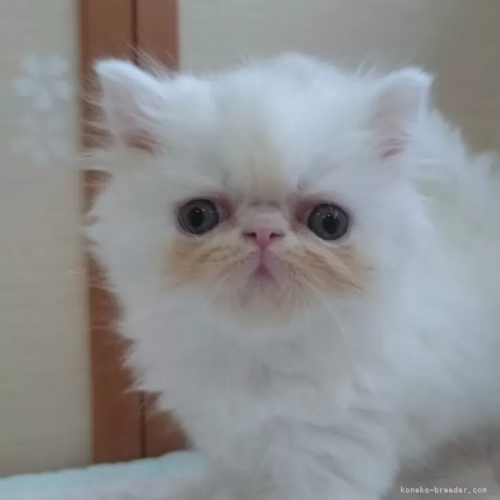 ID：2404-00494の子猫