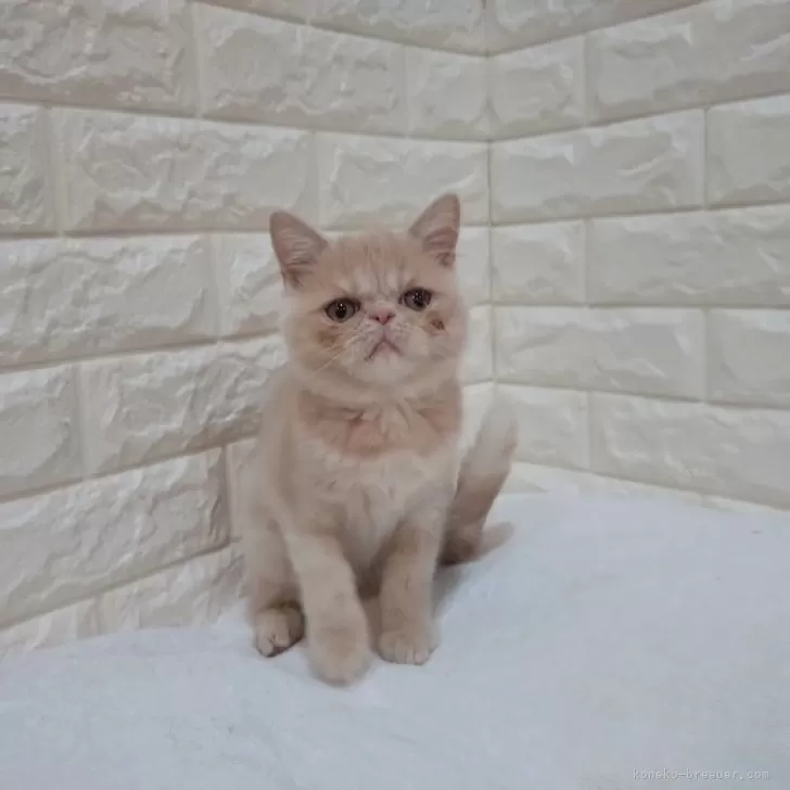 Y.M 様のお迎えした子猫