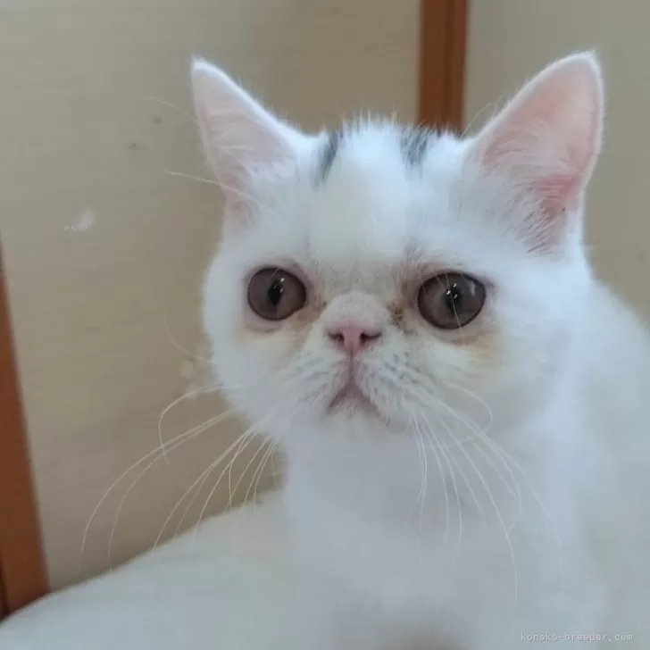 ID：2402-02386の子猫