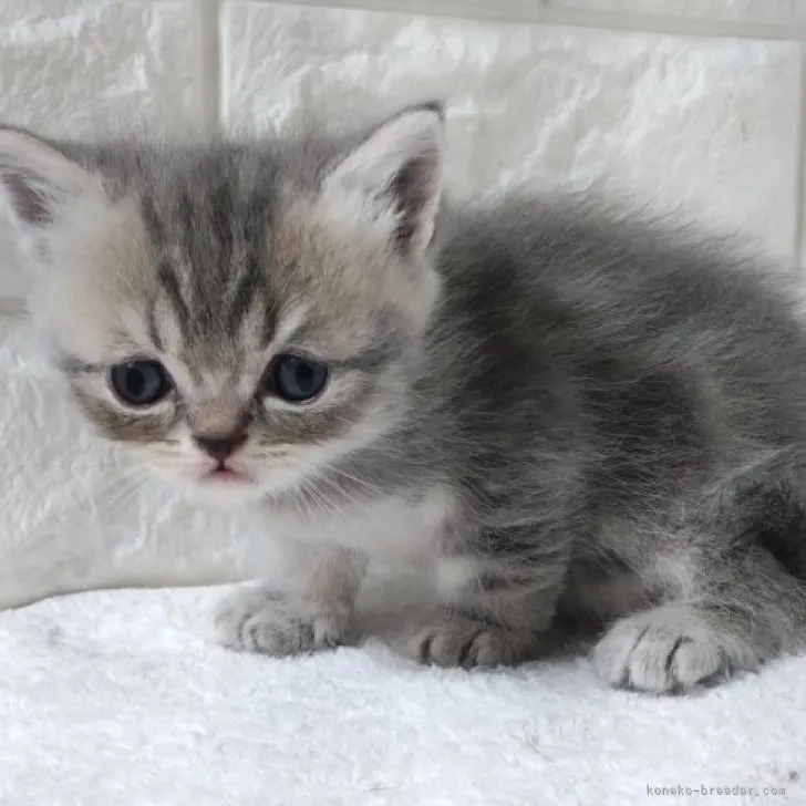 やま 様のお迎えした子猫