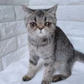 エキゾチックショートヘア【静岡県・女の子・2023年5月12日・ブラウンタビー】の写真1「可愛い女の子🥰」