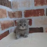 エキゾチックショートヘア【静岡県・女の子・2023年3月29日・ブルー&ホワイト】の写真3