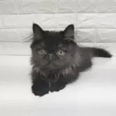 エキゾチックショートヘア【静岡県・男の子・2025年7月20日・ブラックスモーク】の写真10