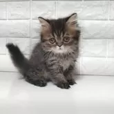 エキゾチックショートヘア【静岡県・男の子・2025年8月27日・ブラウンタビー】の写真10