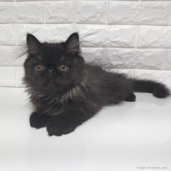 ブリーダー画像