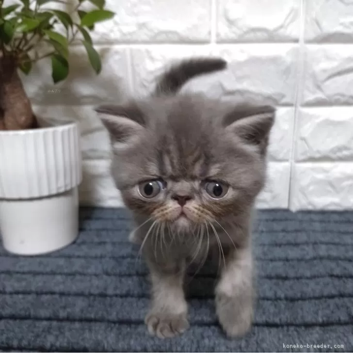 ねぎ 様のお迎えした子猫