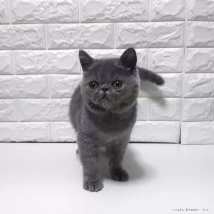 ID:2504-01083の子猫