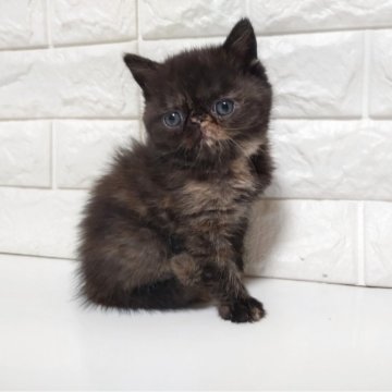 エキゾチックショートヘア【静岡県・女の子・2025年10月12日・トーティ（ショート）】の写真「元気な可愛い女の子🥰」