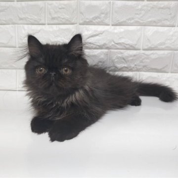 エキゾチックショートヘア【静岡県・男の子・2025年7月20日・ブラックスモーク（ロング）】の写真「鼻ぺちゃの可愛い男です😊顔も性格も抜群です✨😄」