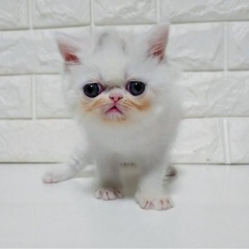 エキゾチックショートヘア【静岡県・女の子・2025年10月12日・ホワイト（ショート）】の写真「元気な可愛い女の子🥰」