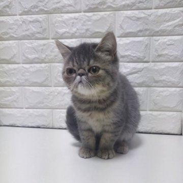 エキゾチックショートヘア【静岡県・男の子・2025年3月3日・ブルータビー（ショート）】の写真「人懐っこく元気な男の子です✨☺️」