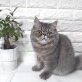 エキゾチックショートヘア