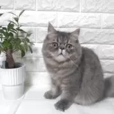 エキゾチックショートヘア