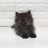 エキゾチックショートヘア