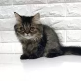 エキゾチックショートヘア