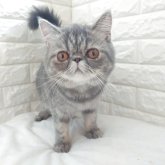 エキゾチックショートヘア