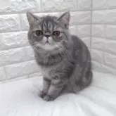 エキゾチックショートヘア