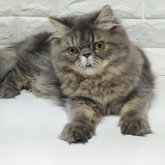 エキゾチックショートヘア