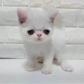 エキゾチックショートヘア