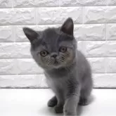 エキゾチックショートヘア